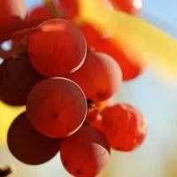 Le gewurztraminer, de tous les cépages alsaciens étudiés, est sans conteste le plus intéressant en région Languedoc Roussillon, selon la chambre d'agr