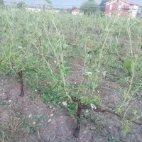 Vigne touchée par la grêle dans le Médoc