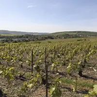 C'est le grand jour pour les droits de plantation. Enfin les producteurs français vont connaître les intentions de la Commission européenne concernant