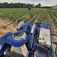 Au-delà de 250 hl/ha, la pérennité du vignoble est engagée selon l’IFV.