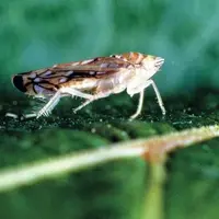 La migration Sud-Nord de Scaphoideus titanus n'est pas due à une modification du climat, mais à un attrait pour la fraîcheur de l'insecte 
originaire