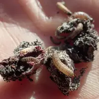 Cryptoblabes gnidiella, un ravageur difficile à contrôler, est en progression dans le vignoble du littoral méditerranéen.