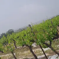 Grêle sur des vignes à Souvignargues (30)
