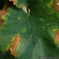 Sur vigne, la présence de la Xylella fastidiosa fastidiosa provoque la maladie de Pierce. Elle se caractérise par des jaunissements et rougissements d