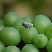 Le flatide pruineux est une espèce très polyphage qui n'est pas un vecteur connu et avéré d'un quelconque agen pathogène de la vigne.