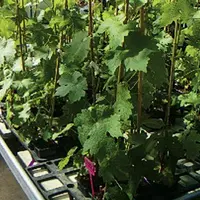 Les essais 
sous serre
montrent que les algues permettent une petite stimulation 
des défenses 
de la vigne.