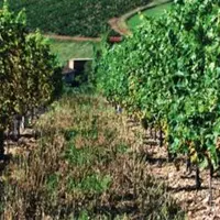 Les essais de 2012 (en deuxième feuille). À gauche, des plants de gamay et de chardonnay non-traités. À droite, 
les variétés résistantes non-traitée