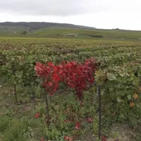 L’esca est la maladie du bois qui fait le plus de ravages dans le vignoble. Ces nouveaux produits sauront-ils l’endiguer ?