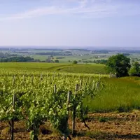 Les syndicats de cognac le martèlent : "un viticultuer qui n'adhère pas à l'ADG ne pourra plus faire de cognac".