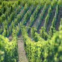 Pour le cépage sauvignon, il est important que la vigne ne soit pas concurrencée au départ par un enherbement excessif, nuisible à son alimentation en