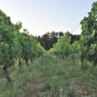 DANS CERTAINS VIGNOBLES,
LE RECOURS À L’ENHERBEMENT
SERA POSSIBLE. Mais tel ne
sera pas le cas ailleurs d’où cette
proposition formulée dans ce
r