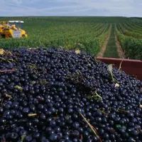 Les vins de pays du Comté Tolosan et ceux des Bouches du Rhône voulaient changer de peau en adoptant une nouvelle dénomination. S’appuyant sur la régl