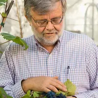 L’obtention d’un cépage résistant à l’herbicide 2,4-D pourrait permettre de maintenir une filière viticole dans les états américains du middle ouest o