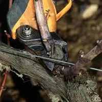 L'inra a fait les comptes qui ne sont pour l'instant que des estimations: le recours à des cépages résistants entraînerait une diminution des coûts de