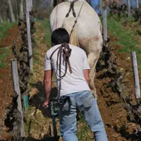 Devant l'intérêt des vignerons du Val de Loire pour la viticulture biologique, le lycée viticole d'Amboise leur propose désormais un certificat de spé