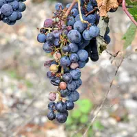 La grêle de 2013 a laissé environ un millier de vignerons bordelais dans une situation économique très fragile, selon SOS Vignerons Sinistrés.