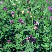 La luzerne fait partie des plantes efficaces pour tuer les nématodes entre deux plantations.