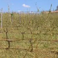 Les grêles de l'été 2013 ont été dévastatrices.