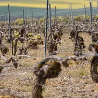 vignes gelées