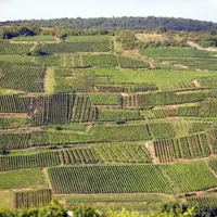 « Un vin juste doit avoir la gueule de l’endroit où il est né et les tripes du bonhomme qui l’a fait naître » dit Jacques Puisais. Reste à le prouver