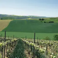 En Champagne : bande désherbée sous le rang de vigne et blé entre les rangs.