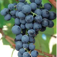 Cépage touriga nacional : un cépage “ hautement qualitatif ”, selon l’IFV, grâce à sa couleur, ainsi 
que la puissance et l’équilibre 
qu’il apporte