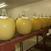 Les microvinifications réalisées sur les clones en cours de sélection permettent notamment d’apprécier leurs qualités organoleptiques.