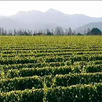 La gestion des vins de table pourrait être assurée par une interprofession nationale. Le négoce la refuse.