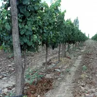 Quatre capteurs sont installés sur les plantes les plus représentatives de la zone. Ceux-ci vont mesurer toutes les quinze minutes  l’état hydrique de