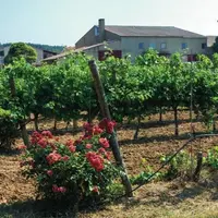 Pech Rouge est un des sites envisagés pour accueillir le transfert des 7000 plants conservés 
sur le domaine de Vassal.