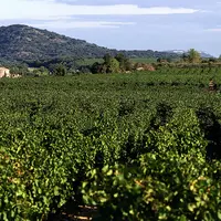 Vignoble côte du Rhône