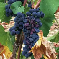 Pas besoin d’arriver à la chute des feuilles et au flétrissement des baies pour constater un stress hydrique de la vigne : des outils précis existent.