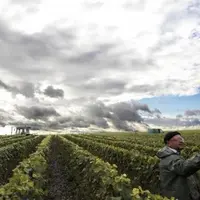 " Depuis 2000 ans, la viticulture s’est constamment adaptée et cela va continuer. Mais ce qui est nouveau, c’est la vitesse du changement climatique,