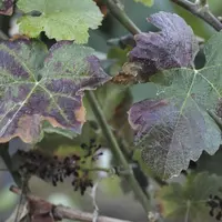 L'esca a touché 3,7% des ceps en 2011 dans la région du Centre Val de Loire.