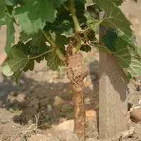 Les vignrons Bio sont forcés d'utiliser des plants identiques à ceux uilisés en viticulture conventionnelle et qui ont, notamment, reçus des traitemen