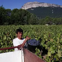 Les premiers pronostics de vendange en Languedoc-Roussillon sont optimistes.