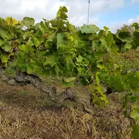 cépages découvert à Martres-Tolosane