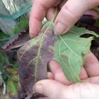 Depuis le début des traitements 
obligatoires en 2005, la Suisse utilise un insecticide régulateur de croissance qui bloque la mue des insectes : la