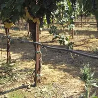en Californie, l’irrigation 
s’effectue à partir d’eau recyclée issue des stations d’épuration.