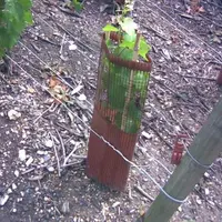 Ce plant de vigne Force 9 a été planté en décembre 2008 sur une parcelle prestigieuse du domaine Philipponnat en champagne
