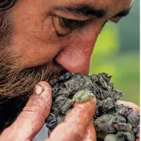Les ACF sont malheureusement indétectables sur raisin et sur moût.