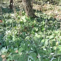 L’épervière piloselle couvre bien le sol.