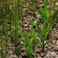 des études préliminaire réalisées par le laboratoire de chimie des biomolécules et de l’environnement de l’Université de Perpignan portant sur la prêl