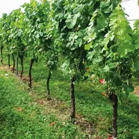 Outre son intérêt vis-à-vis du botrytis, l’effeuillage 
précoce blesse moins les grappes.