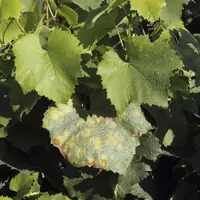Contre le mildiou, les experts vignes recommandent d'être vigilents sur l'utilisation du cymoxanil.