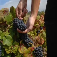 Le modèle prédictif de l'intensité colorante finale des vins primeurs pourra permettre au vinificateur d'orienter son itinéraire de vinification