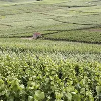En Champagne, le morcellement parcellaire est important.