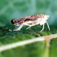 Cicadelle vectrice de la flavescence dorée de la vigne.