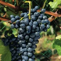 Pour résister au mildiou, Divico synthétise des viniférines, dérivées du resvératrol. Ces composés, toxiques pour le pathogène, et que l’on retrouve d