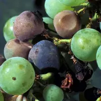 SYMPTÔMES DE BLACK ROT